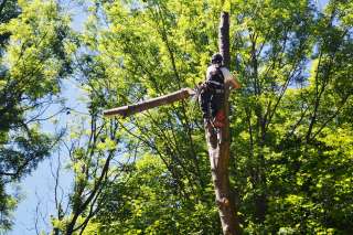 Расчистка участков, валка деревьев, удаление пней