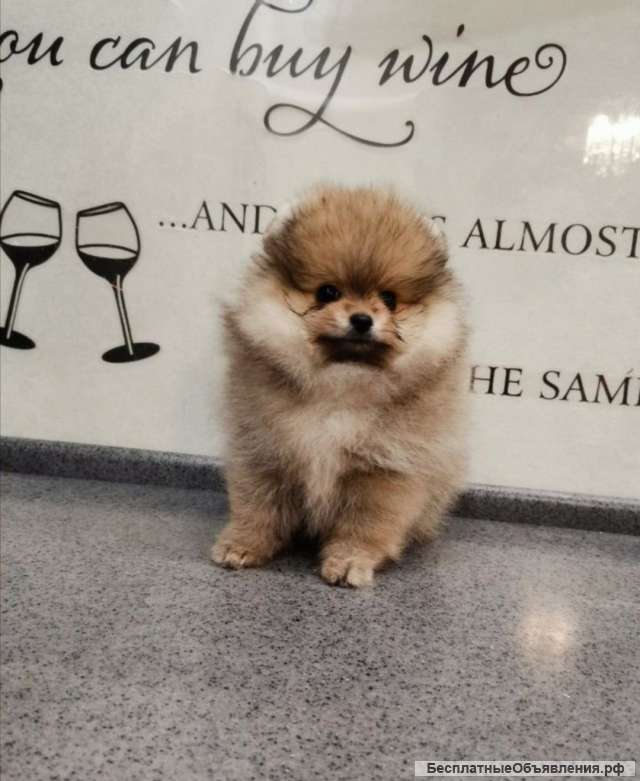 Щенки Шпиц продажа