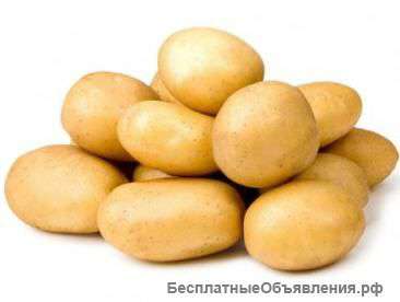 Картофель крупным оптом