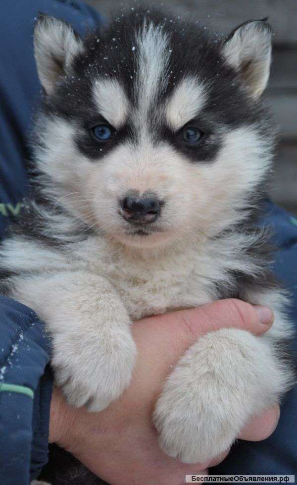 Щенки Сибирской Хаски