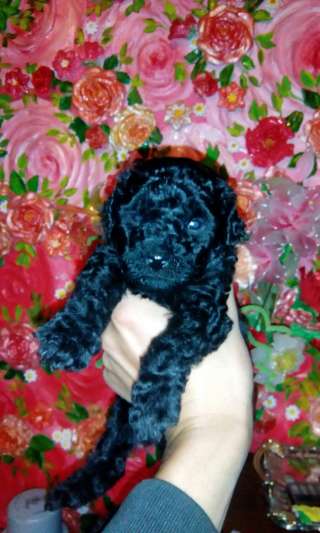 Малый пудель