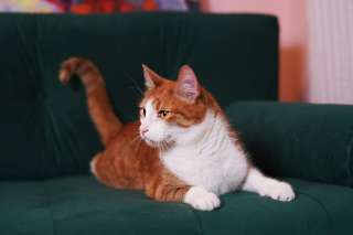 Кот очень классный