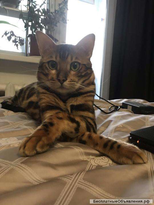 Вязка. Бенгальский кот