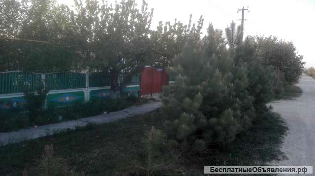 Дом в хорошие руки