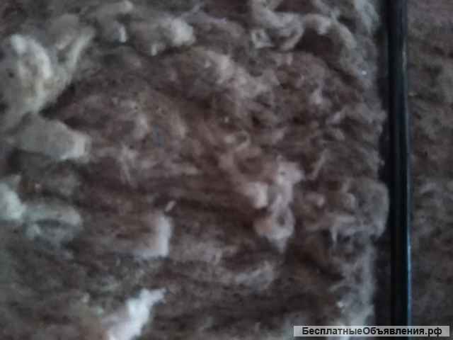 Линт короткий (Турция)