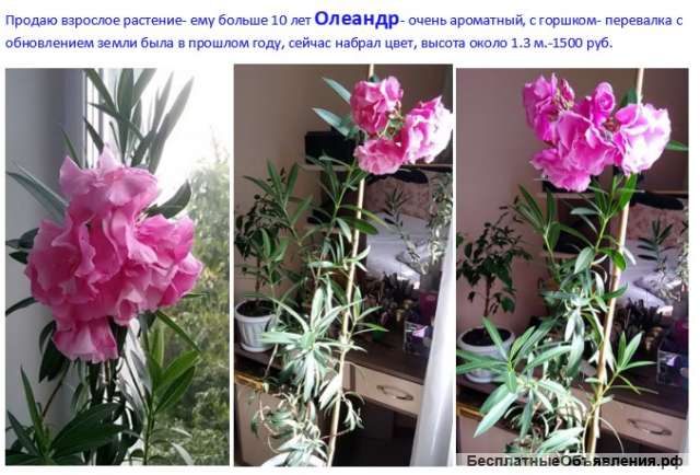 Олеандр в цвету- материнское растение