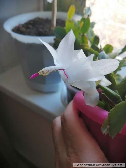 Аспарагус, Мимоза, Зигокактус, замиокулькас. Гибискус