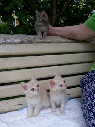 Котята в добрые руки
