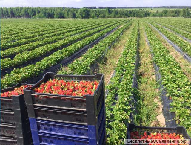 Сборщик ягод