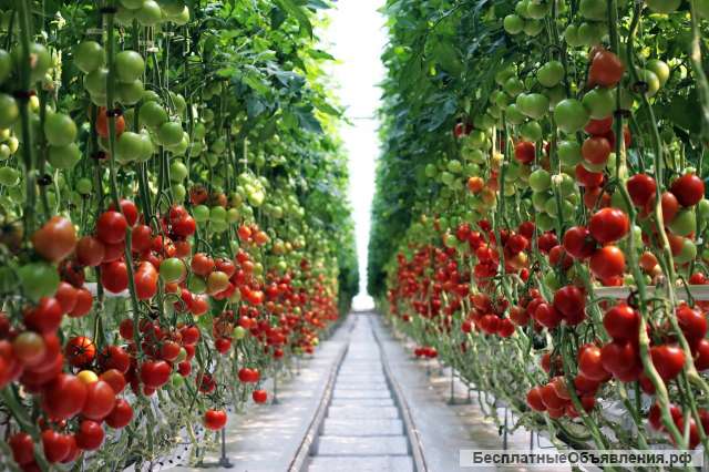 Овощевод (теплицы)