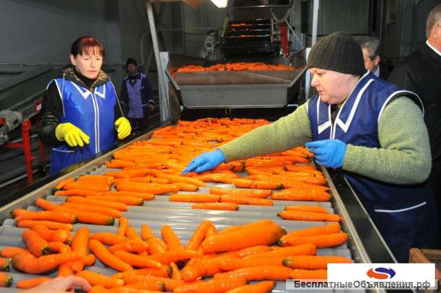Упаковщики/ Грузчики морковки (вахта с проживанием)