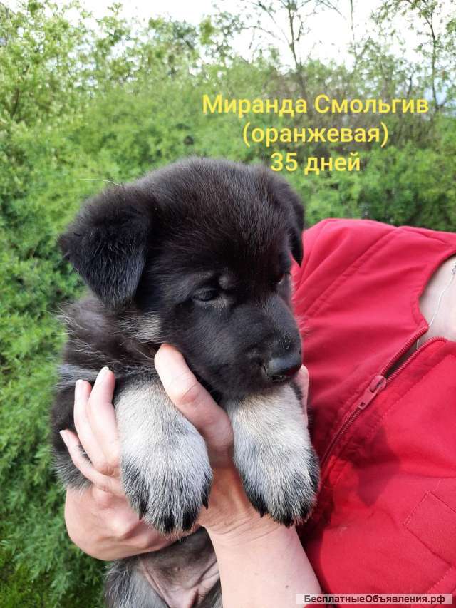 Восточноевропейская овчарка (ВЕО), щенки