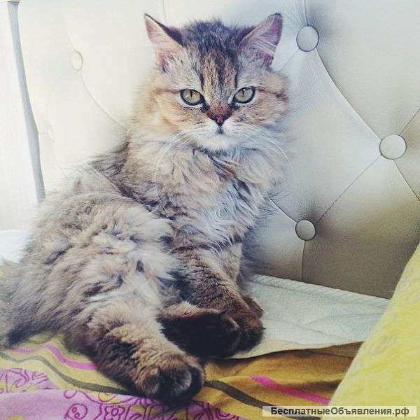 Кошка персидская 1 год