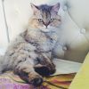 Кошка персидская 1 год