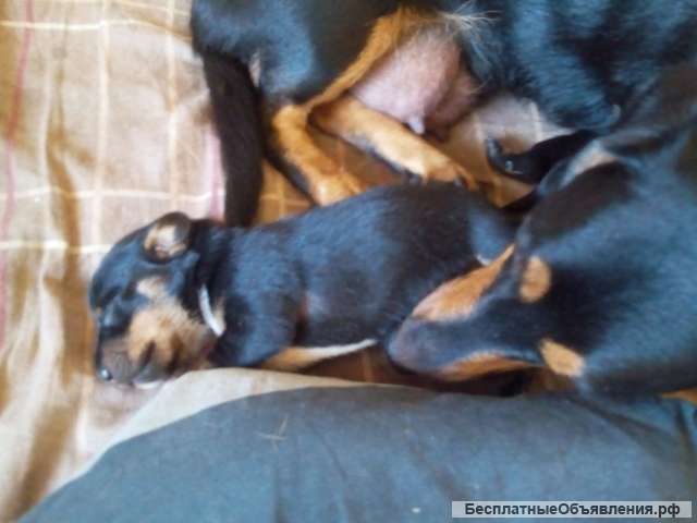 Щенки кроличьей таксы