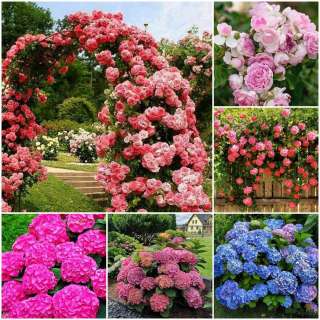 Цветы саженцы растения