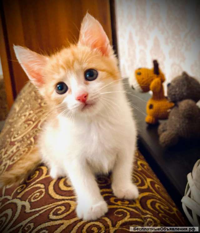 Котята рыжики ищут дом