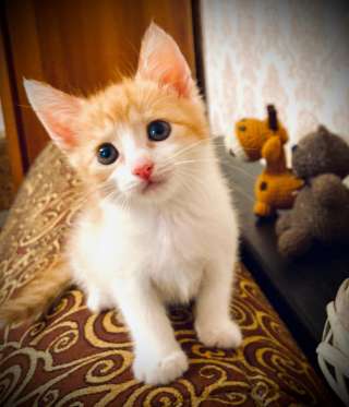 Котята рыжики ищут дом