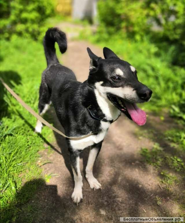 Собаке нужен дом