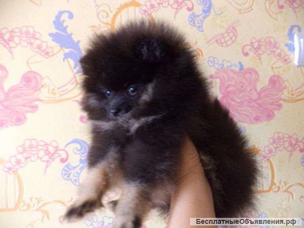 Померанский шпиц,2 девочки