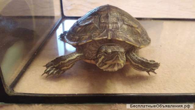 Черепашка с новым домом