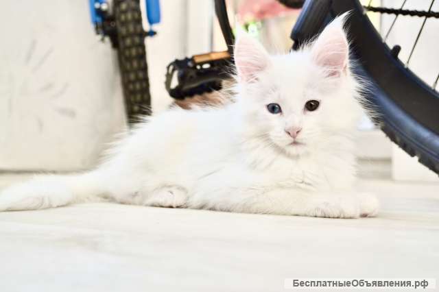 Котята породы мейн-кун белого окраса