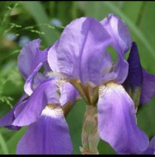 Ирис Чивалри 5 отростков