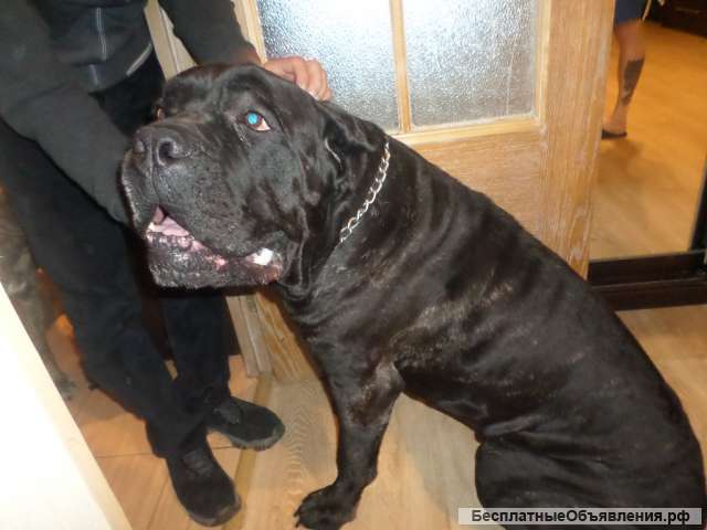 Кане корсо, вязка инструктор. Осеменение. Роды.