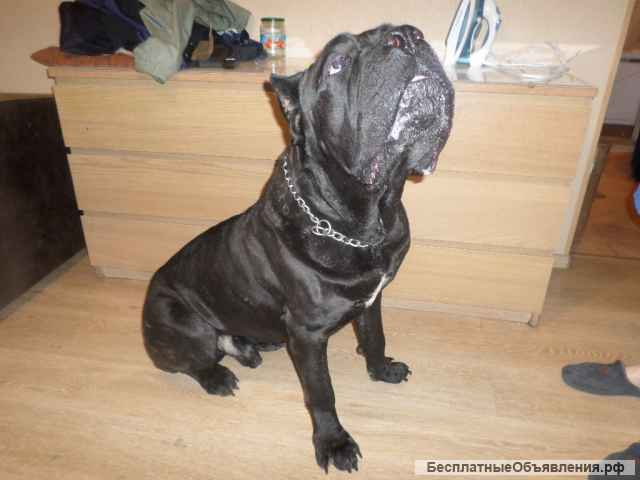 Кане корсо, вязка инструктор. Осеменение. Роды.