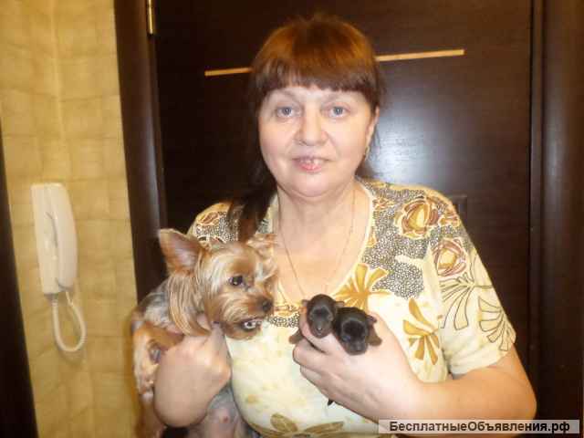 Кане корсо, вязка инструктор. Осеменение. Роды.