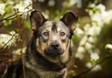 Ищет дом чудесный пес Ромка