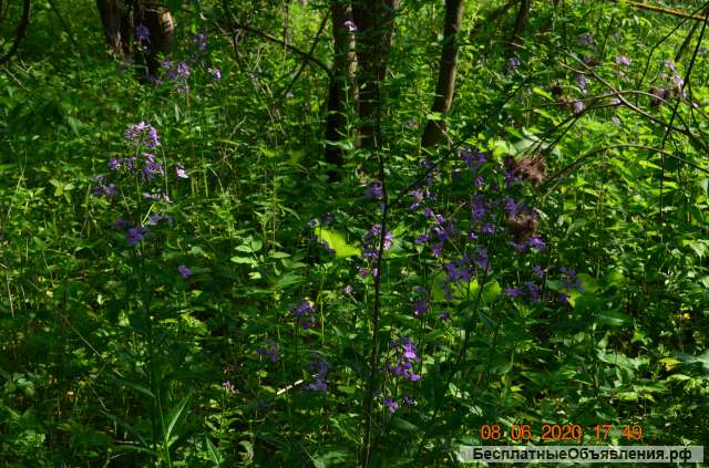 Выращивание из семян тропические растения