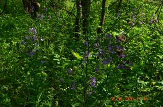 Выращивание из семян тропические растения