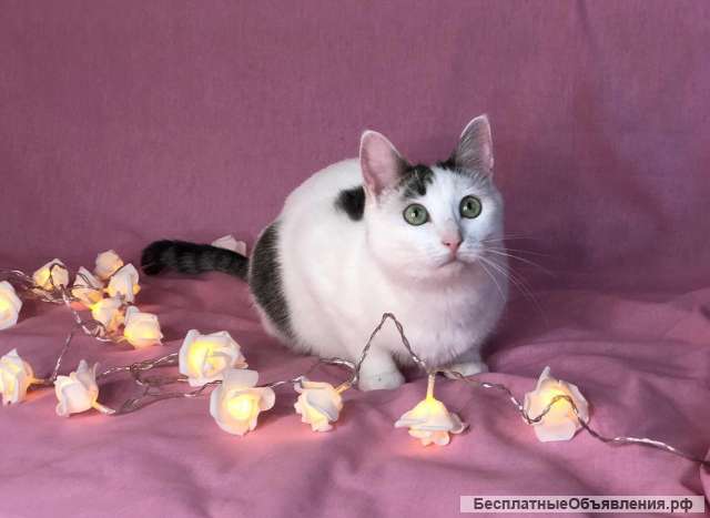 Кошка Мисси в добрые руки