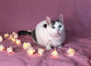Кошка Мисси в добрые руки