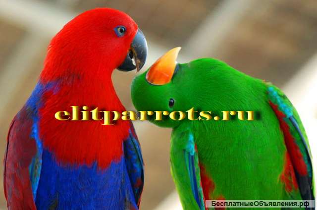 Благородный попугай (Eclectus roratus) - ручные птенцы из питомника