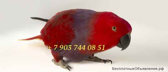 Благородный попугай (Eclectus roratus) - ручные птенцы из питомника