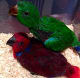 Благородный попугай (Eclectus roratus) - ручные птенцы из питомника