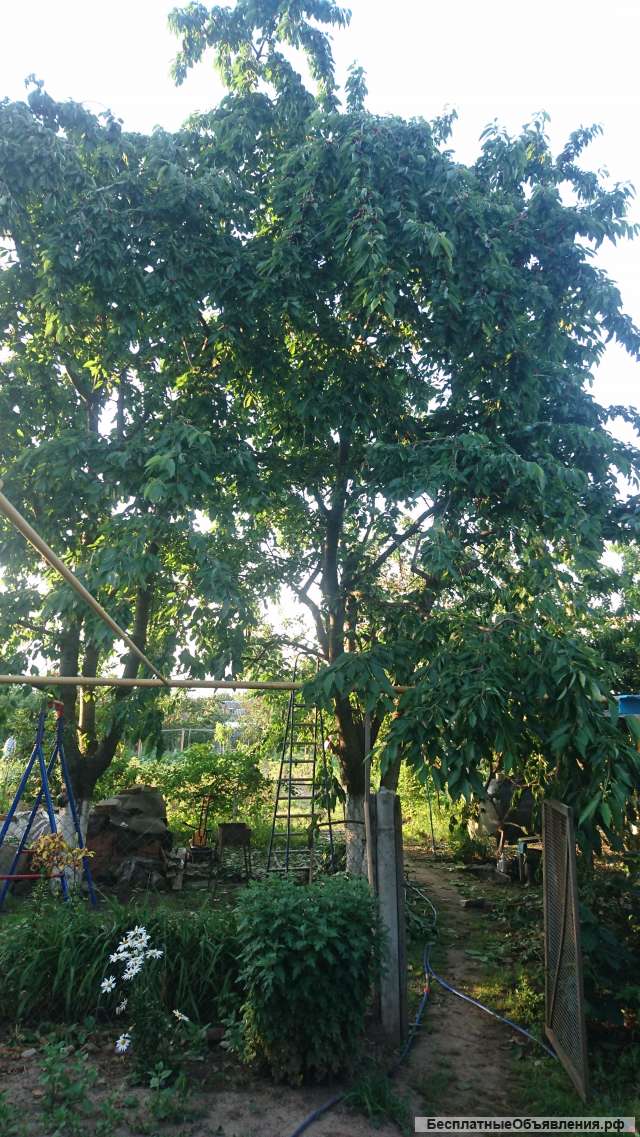 Защита растений