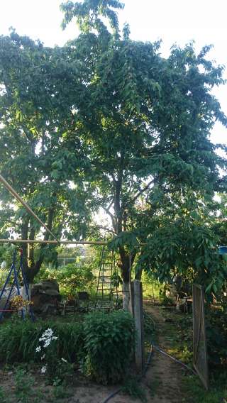 Защита растений