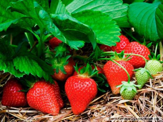 Тепличное хозяйство 2 ГА