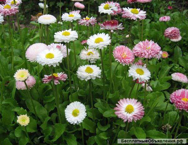 Маргаритки,многолетняя,примула,ромашка,гелениум,ландыши,почвопокровные