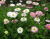 Маргаритки,многолетняя,примула,ромашка,гелениум,ландыши,почвопокровные