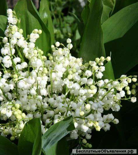 Ландыши, многолетник