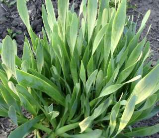 Лук-слизун 4-15 розеток