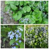 Бруннера сибирская, незабудочник, многолетник