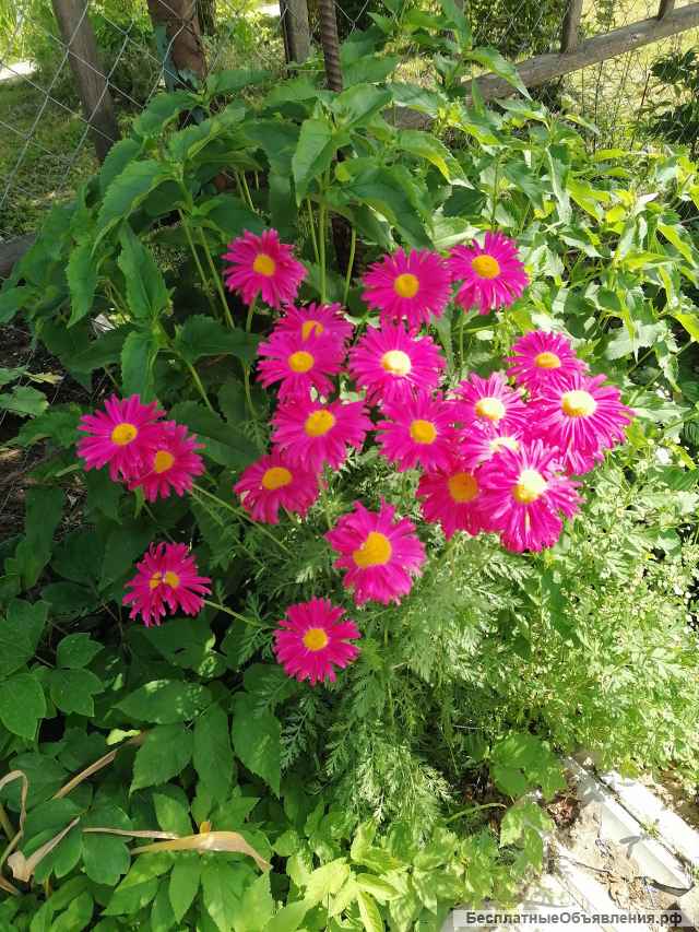 Цветы на срез и корни цветов