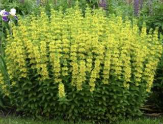 Вербейник Точечный 3-10 отростков