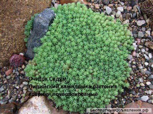 Почвопокровные Цветы Фото