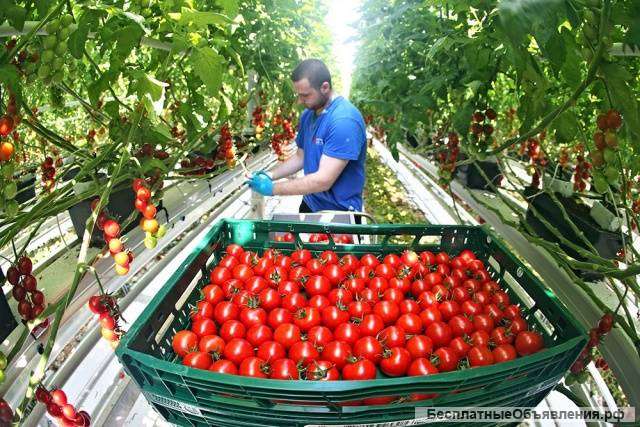 Good Work, Польша - на Разнорабочие на сбор помидоров